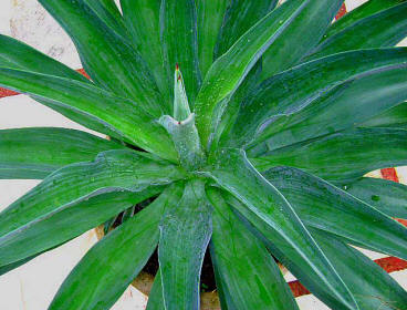 Agave desmettiana is a beautiful ornamental plant found in Hacienda Chichen's gardens, Chichen Itza, Yucatan, Mexico. View other flora found there now