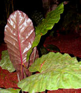 Violet Stem Taro are very attractive Malangas found at Hacienda Chichen