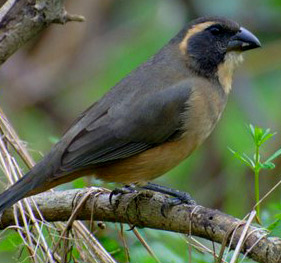 Chichen Itza birding at Hacienda Chichen, enjoy our grayish saltators and 160 other bird species