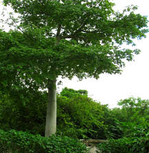 The Ceiba or Kapok tree, is sacred tree to the Maya. View our full collection of Mayan Flora and medicinal plants here