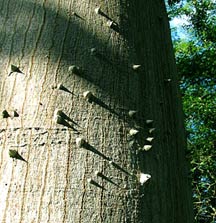 Read more about the Mayan Sacred Holistic Rituals where the Ceiba Tree plays an important role.