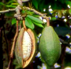 Kapok Ceiba Trees are sacred to the Maya people of Yucatan, Mexico