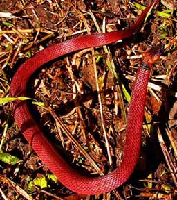 Red Coffee Snake, Ninia Sabae, is confused also with the Coral Snake by some Maya People