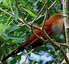 Squirrel Cuckoos are shy lovely birds that can easily be observed at Hacienda Chichen's gardens and jungle reserve.