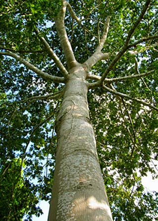 Ceiba trees give refuge to many beautiful wild birds at Hacienda Chichen, Chichen Itza, Yucatan, Mexico