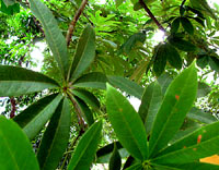 Oil from Ceiba leafs is carefully extracted and used by Mayan Healers and Yaxkin Spa
