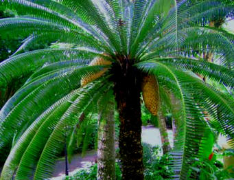 Cycads are rare to encounter and could be said are "living fossils." Observe the amazing double Cycad cone fruits this exotic plant carries at Hacienda Chichen Resort.