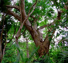 These huge lush trees house many species of Yucatan's wildlife