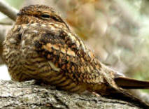 Lesser Nighthawk - Birdwatching at Hacienda Chichen in Yucatan, Mexico