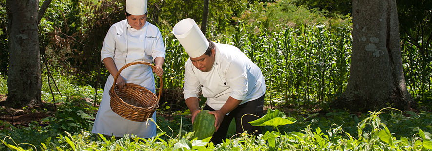 Enjoy Fresh Organic Food, carefully grown at Hacienda Chichen for the perfect gourmet menu choices.