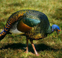 Oscellated turkey, Agriocharis ocellata protected by Bruce Gordon and Jim Conrad at Hacienda Chichen, Chichen Itza, Mexico