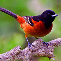 Enjoy observing orchard orioles at Hacienda Chichen gardens and Bird Refuge, in Chichen Itza