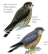 Pigeon Hawk, Falco Columbarius 