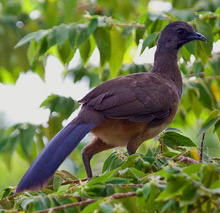 Birding guided tours at Hacienda Chichen Resort, Chichen Itza, Yucatan - hear the loud calls of plain chachalacas