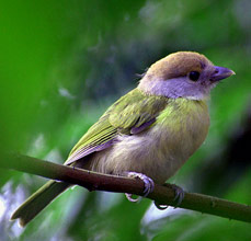 Enjoy birding at Hacienda Chichen and find many Rufous-browed peppershike, Cyclarhis gujanensis