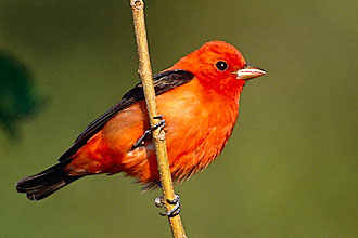 Yucatan Birding and Hotel Packages - Scarlet tanager found at Hacienda Chichen Bird Refuge