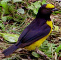 Scrub Euphonia male found at Hacienda Chichen, come enjoy a true eco-vacation