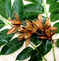 Hacienda Chichen Botanic Garden's Cedro, Swietenia_macrophylia 