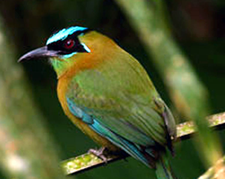 Turquoise-browed motmot, Eumomota superciliosa at Hacienda Chichen's  Bird Refuge in Yucatan, Mexico.