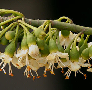 Ceiba Tree flowers are off white with loads of nectar. The Ceiba or yaaxche tree is sacred to the Maya since ancient times.