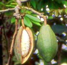 Mayan Sacred Tree of Life: La Ceiba 