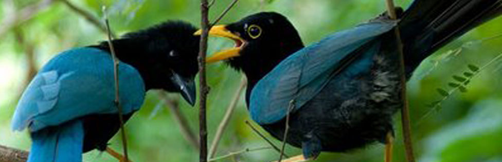 Enjoy the beautiful colors and songs of hundred of birds as you stay in Yucatan's best Green Sustainable Jungle Resort