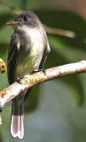 Tropical Pewee, Contopus cinereus, flycatcher bird observed at Hacienda Chichen Resort, Chichen Itza, Yucatan