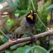 Yellow-faced grassquit are permanent residents at Hacienda Chichen Bird Refuge and Gardens, Chichen Itza, Yucatan, Mexico