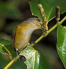  Enjoy observing the Yellow-throated Euphonia breeding at Hacienda Chichen, Chichen Itza, Yucatan, Mexico