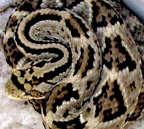 Yucatan poisonous rattlesnakes: Tzaban pitviper found in the Maya Jungle Reserve at Hacienda Chichen Resort