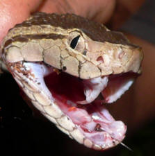 Bothrops asper, Yucatan venomous snake found in Chichen Itza.