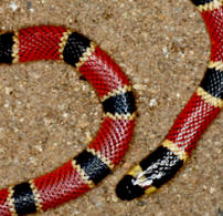 Yucatan Coral Snake, Miscrurus nigrocinctus.