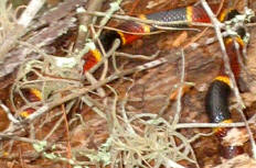 Jungle walks: observe where you step, as this coral snake enjoys burrowing bellow piles of dry vegetation