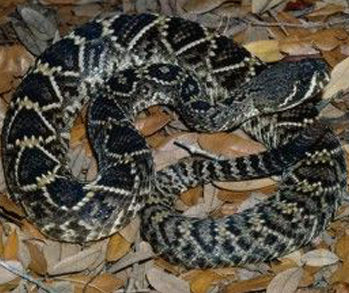 Yucatan venomous snakes: Neotropical rattlesnake Tzabcan, Viperaide Family. Found in Chichen Itza.