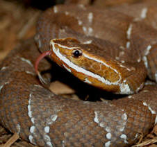 Yucatan endemic venomous snake: Yucatecan Cantil, Agkistrodon bilineatus russeolus found in Chichen Itza.