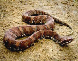 Venomous pitviper: Cantil is called Uol-poch in Maya language, observed in Chchen Itza, Yucatan, Mexico