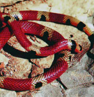 Yucatan Coral Snake:   Micrurus hippocrepis, one of the three corals found in Chichen Itza