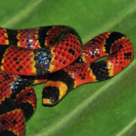 Yucatan Coral Snakes group: Micrurus diastema found and protected in Hacienda Chichen's Maya Jungle Reserve in Chichen Itza.