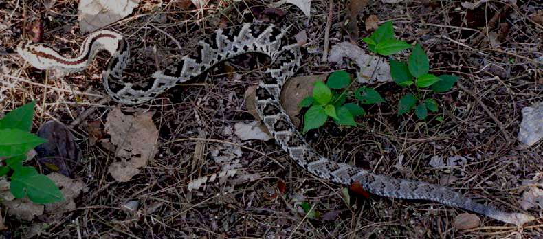 Chichen Itza pitviper Neotropical Rattlesnake protected at the Maya Jungle Reserve in Hacienda Chichen Resort