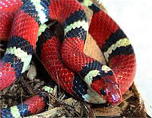 Blanchard's Milk Snake mimics the Coral Snake smooth dorsal banded pattern, but it is not a venomous snake; rather it is a constrictor Kingsnake.