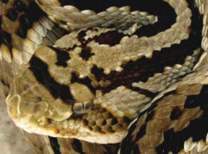 Yucatan venomous snakes: Neotropical Rattlesnake, Tzabcan endemic to the Yucatan, Mexico