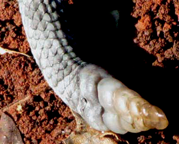 Neotropical Rattlesnake Tzaban's rattle tail tip detail. Chichen Itza, Yucatan.