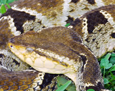 Bothrops asper, pitviper called taxinchan in Maya, Yucatan