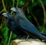 Ani Groove-billed - enjoy observing them at Hacienda Chichen, Chichen Itza, Yucatan