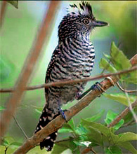 Barred antshrike - male found at Hacienda Chichen Bird Refuge, Chichen Itza, Yucatan, Mexico