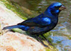 Blue Bunting observed at Hacienda Chichen's Bird Refuge in Chichen Itza, Yucatan, Mexico