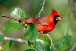 Yucatan Birds: Northern Cardinal observed at Hacienda Chichen Bird Refuge, Chichen Itza, Mexico
