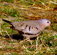 Bird tours at Hacienda Chichen, Chichen Itza, Yucatan enjoy the common ground dove songs