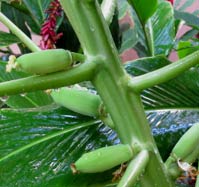 Papaya is one of the most delightful summer fruits for a great smoothie