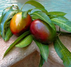 Organic fresh mangos are enjoyed during summer parties at Hacienda Chichen in Yucatan